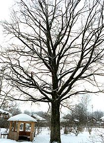 dub.jpg (47383 bytes)